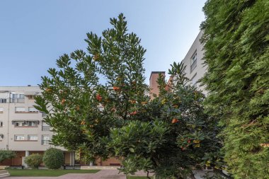 Bahçede renkli meyveleri olan bir çilek ağacı. 