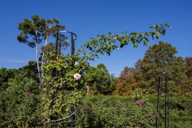 Bu türün üyelerinin çiçeğine gül, bitkisine de gül çalısı denir.
