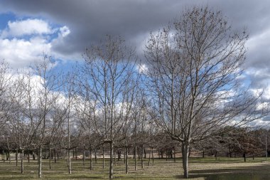 Bulutlu bir günde şehir parkında yapraksız ağaçlar.