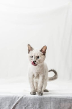 Güzel mavi gözleri olan, dudaklarını yalayan mutlu ve memnun küçük kedi yavrusu.