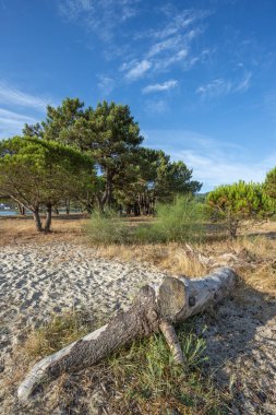 Çam ağaçları, kütükler ve mavi gökyüzüyle harika bir gün.