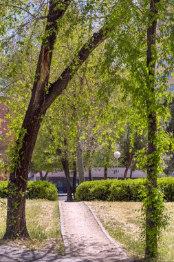 Şehir parkındaki ağaçların arasında küçük otlar ve çitlerle dolu bir patika.