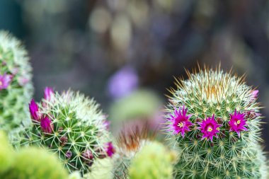 Bazı çiçek açan kaktüsler, arka planı bulanık olan bir sürü ince ve keskin çivilerle dolu.