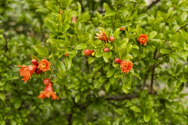 Tree branches with orange red flowers with many green leaves