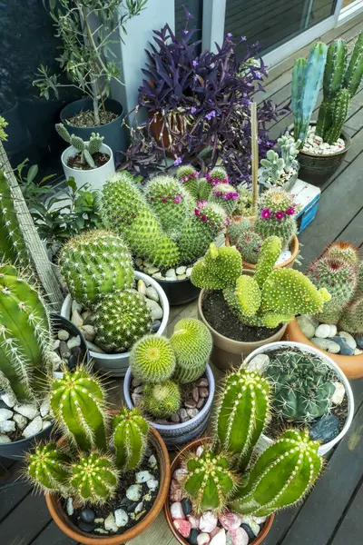 cactus, is a family of plants native to America. However, there is one exception, Rhipsalis baccifera, which is widespread in tropical Africa, Madagascar, and Ceylon