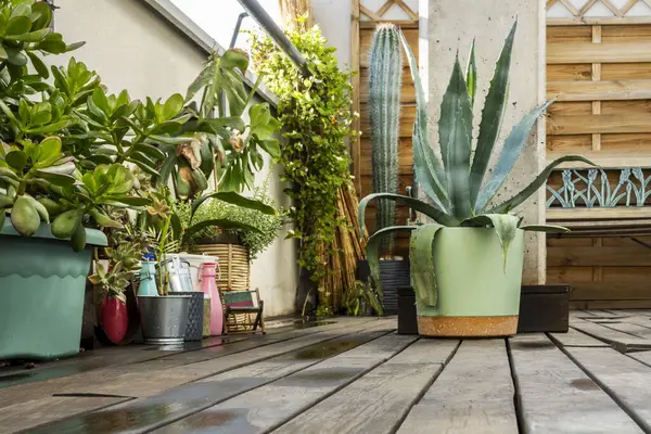 A one story penthouse terrace with dark wood plank flooring with various freshly watered plants, aloes and cacti