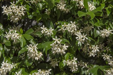 Bir bahçe dolusu çiçek ve bir sürü yeşil yaprak.