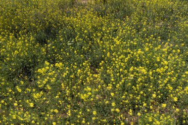 Sarı çiçekler baharda tarlada uzun yeşil saplı