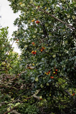   Madrid 'de bir şehir parkında ağaçlar olgunlaşmış meyvelerle dolu çilek ağaçları.