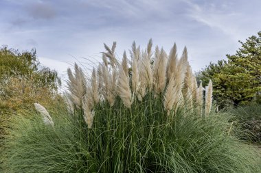 Şehir parkında güzel dekoratif sulak alanlar.