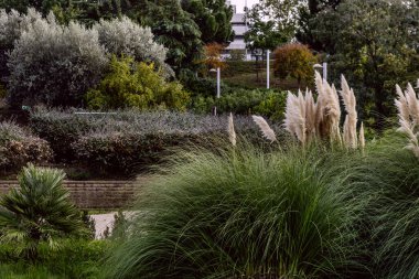 Su dolu bir kanalın yakınındaki sulak arazi bitkileri. 