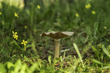 Pleurotus eryngii, halk arasında istiridye mantarı olarak bilinir.