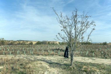 Bir çiftçinin ceketini bıraktığı tarlada yapayalnız bir ağaç.