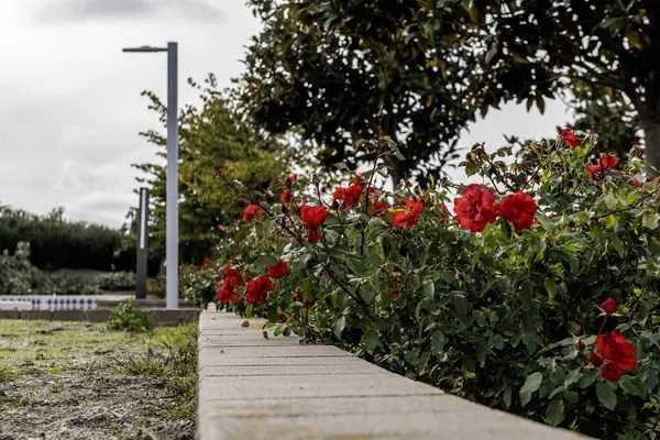 Garden with roses in an urban park