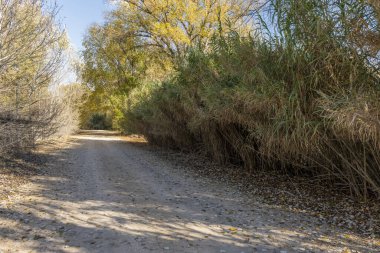 Nehrin kıyısında toprak bir yol var.