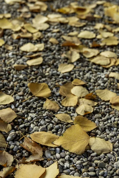 A ground covered with gravel and in turn covered by a pile of yellow leaves freshly fallen from a tree