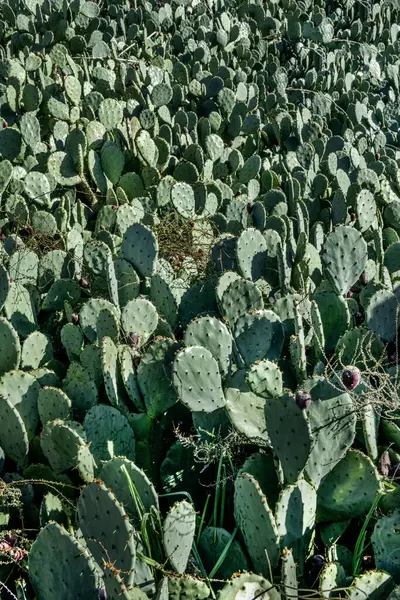 Prickly pear is also good for reducing hangover symptoms, such as nausea and dry mouth