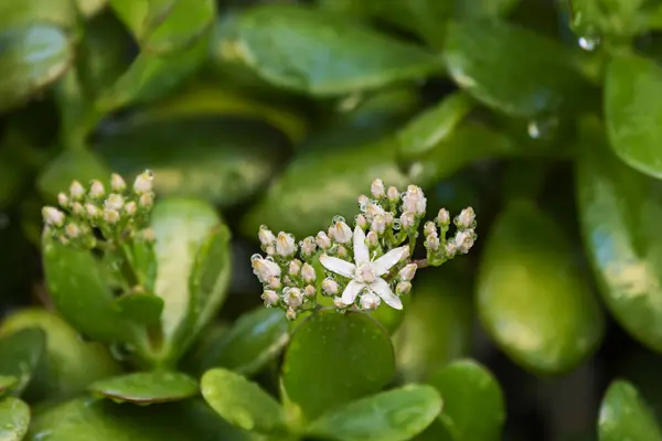 Flowers of a jade plant filled with rainwater drops