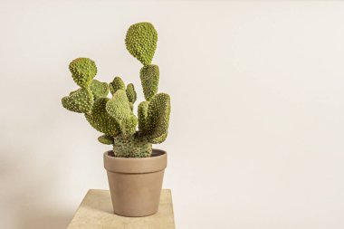 Opuntia: Yaşlı Pliny 'nin Yunanistan' daki Opus şehrinin çevresinde büyüyen bir bitki için kullandığı Yunanca 'dan gelen genel isim