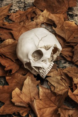 Kuru yapraklardan bir yatakta bir kafatası.