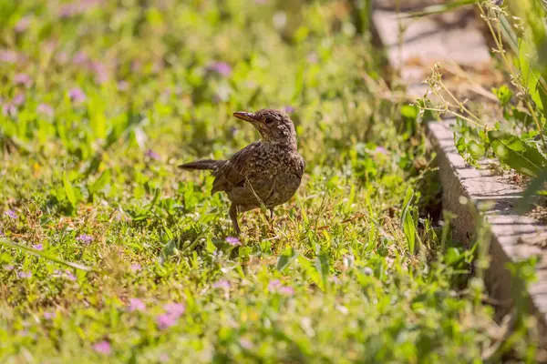 Enlemine bağlı olarak, karatavuk kısmen ya da tamamen yerleşik ya da göçmen olabilir