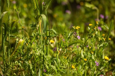 Çiçek açan çimenlerle dolu bahar çayırı bazılarına alerji yapabilir. Vahşi doğada yaz