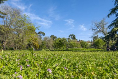 Bahçenizdeki çimleri çayırdan vazgeçmeden değiştirmek için alternatifler