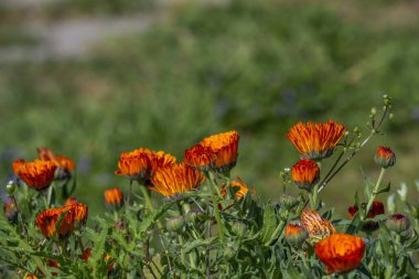 Çiçekler, Bitkiler, Bahçecilik, Peyzaj ve Çevre Dergisi için Calendula resmi