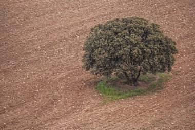Kholm meşesi, Quercus cinsinin diğer türleri gibi tekil bir bitkidir, ancak diyoecy (erkek ya da dişi çiçekleri ağırlıklı bitkiler) eğilimi vardır.)