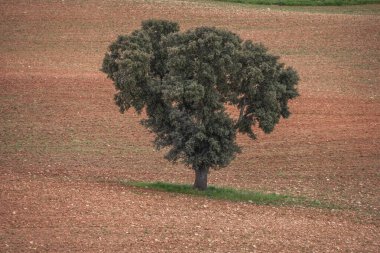 Holm meşeleri (meşe palamudu ekerek) tohumu ile kolaylıkla çoğalırlar, fakat aynı zamanda kök ve asma filizleriyle de çoğalırlar. Toprakların her türlüsünde iyi yetişir.