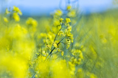Petrol elde etme süreci hayvanları atık olarak besliyor.