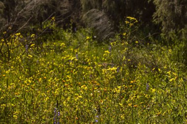 Lasthenia gracilis veya Fields of Gold. Baharın başında Akdeniz tepelerinde yıldız olan bir bitki.