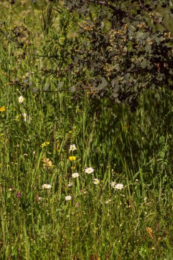 Papatya çiçeği tarlası. Çiçeklerin açtığı doğal bir manzara. Yaz arkaplanı.