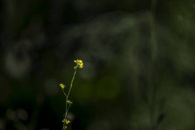 Yıllık bitkisel bitkiler 1 metreye kadar çıkıyor, dişleri (sade saçlar). Bazal yapraklar petiolate, lyrat ya da pinnatipartide, rosulate, ihtar yaprakları kısa petiolate, dikdörtgen mızraklı çivi balığı.