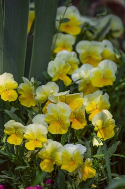 Sarı ve açık mor hanım evladı çiçekleri Rengarenk bir çiçeğe yakın