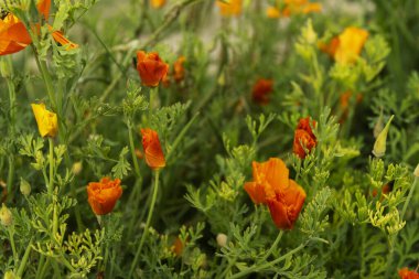 A field of California poppies with stems of other plants mixed in clipart