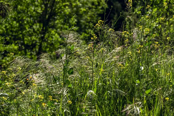 Nassella neesiana, Poaceae familyasına ait bir hayalet türdür.