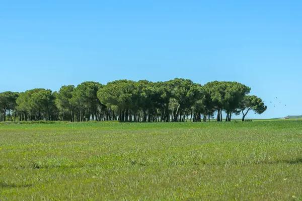 Çam ağaçlarından oluşan küçük bir ormanın olduğu bir arazide bazı güzel yeşil çimenler.