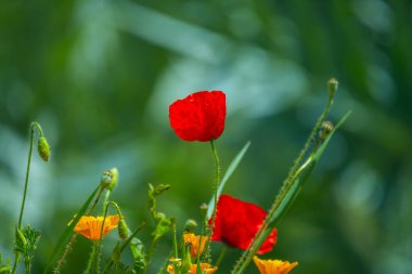 Sıradan haşhaş bir ot olarak kabul edilse de, yaygın haşere kontrol yöntemleriyle mücadele etmek kolaydır.