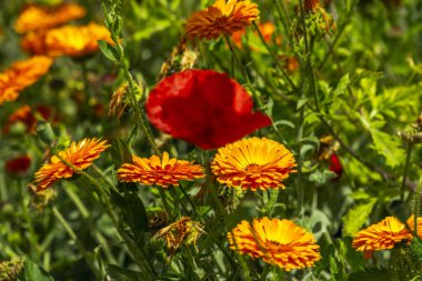Yüksek ısıda sotelenmiş pilavdan ve yeşil soğan, Çin kökü gibi sebzelerle tavada çok hızlı bir şekilde sotelenmiş pirinçten oluşur., 