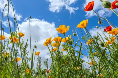 Tepedeki Turuncu Kaliforniya Haşhaş Çiçeği Bahçesi ve Sarı Çiçekler