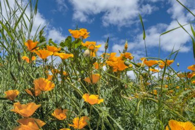 Mavi Gökyüzü Arkaplanlı Turuncu Kaliforniya Gelincik Çiçeği