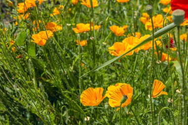 Arılar baharda bir açıklıkta Kaliforniya gelinciklerinden bal toplarlar.