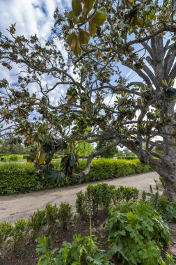 Magnolia, Magnoliaceae familyasına ait bir ağaç türüdür. Süs bitkisi olarak yetiştirildiğini görmek çok yaygındır.