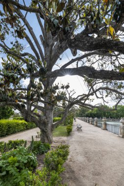 Magnolia, 30 metreden fazla yüksekliğe ulaşabilen bir ağaçtır. Yoğun, hafif piramit şeklinde bir taç oluşturur.