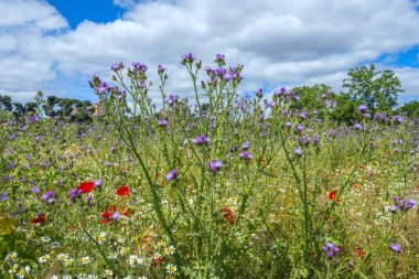 Pembe burdock çiçekleri iki yıllık, güçlü bir bitkidir, bir metreden daha yüksektir.