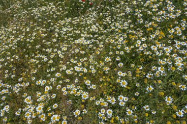 Papatya uzun ömürlü bir otçul bitkidir, ara sıra küçük, glabrescent veya müstehcen ergen kafiyeleri ve obuvate-spatulate yaprakları bulunur.