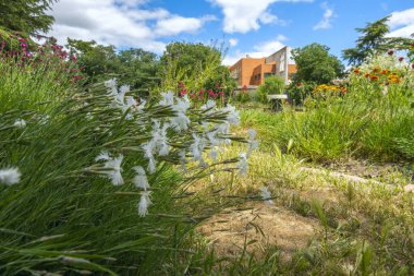 Dianthus arenarius, genellikle Baltık Denizi kıyılarında bulunan bir karanfil türüdür.