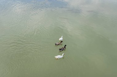 Ördek, Anatidae familyasının Anatinae alt familyasından ve Anas cinsinden belirli kuşların yaygın adıdır.