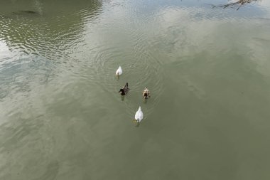Ördeklerin birçok yırtıcısı vardır. Ördekler özellikle savunmasızdır, çünkü uçamamaları onları kolay av yapar.
